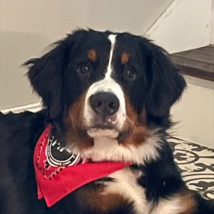 HF Red Bandana